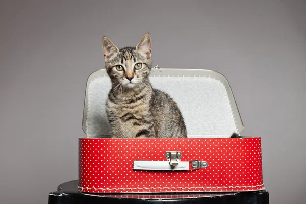 Curious playful funny tabby kitten in red little suitcase. Studi — Stock Photo, Image
