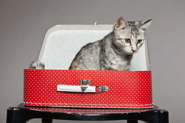 Любопытный игривый забавный котенок в красном чемоданчике. Студи — стоковое фото