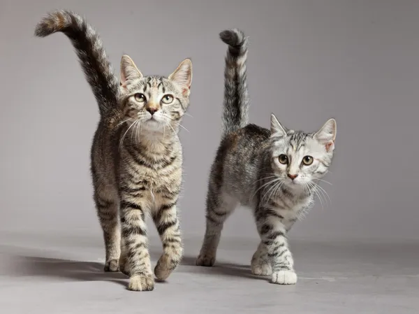 Twee schattige tabby kittens naar camera te lopen. studio opname weer — Stockfoto