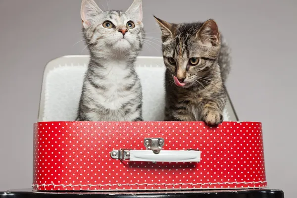 Two curious playful funny tabby kittens with red little suitcase — Stock Photo, Image