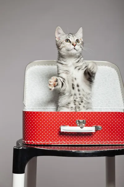 Curious playful funny tabby kitten in red little suitcase. Studi — Stock Photo, Image