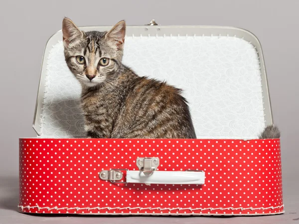 Curious playful funny tabby kitten in red little suitcase. Studi — Stock Photo, Image