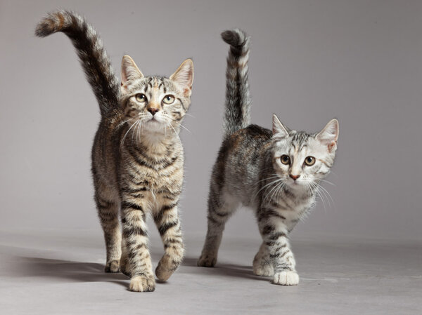 Two cute tabby kittens walking towards camera. Studio shot again Royalty Free Stock Photos