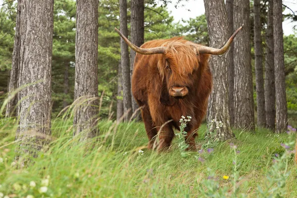 Scottish highlander with big horns cow in pine tree forest. — Stock Photo, Image