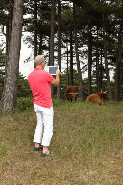 Senior retired man photographing scottish highlander cows with t — Stock Photo, Image