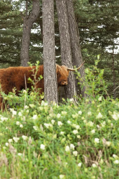 Skotlannin Highlander iso sarvet lehmä männyn metsässä . — kuvapankkivalokuva