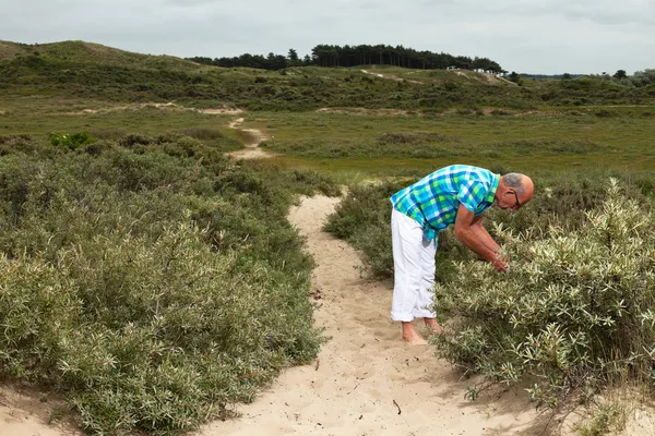 Homme âgé à la retraite avec barbe et lunettes à l'extérieur dans une dune d'herbe — Photo