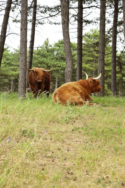 Scottish highlander with big horns cow in pine tree forest. — Stock Photo, Image