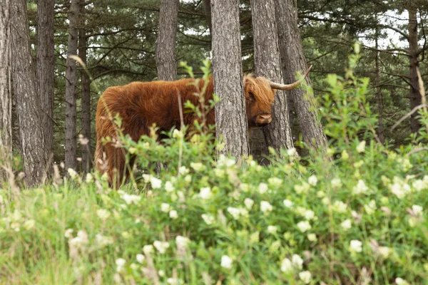 Schottischer Highlander mit großen Hörnern Kuh im Kiefernwald. — Stockfoto