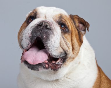 İngilizce bulldog beyaz ile gri bac karşı izole kahverengi lekeler