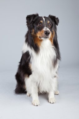 kenar kömür ocağı köpeği siyah kahverengi ve beyaz gri ba karşı izole