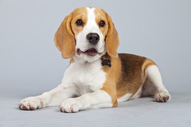 gri arka planı izole sevimli yavru beagle köpek. Stud