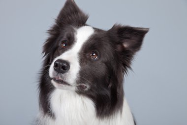 gri arka planı izole güzel kenar kömür ocağı köpek. St