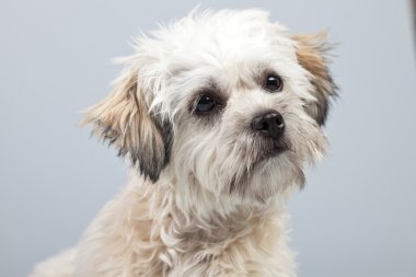 witte boomer hond geïsoleerd tegen een grijze achtergrond. Studio portra