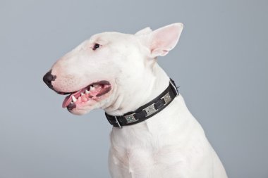 gri arka planı izole boğa korkunç köpek. Stüdyo portra