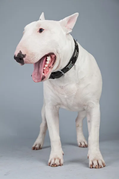 Bull terrier cane isolato sullo sfondo grigio. Studio portra — Foto Stock