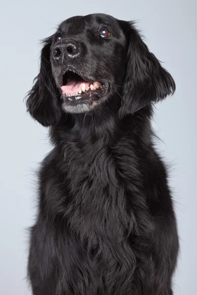 Schwarzer Flatcoated Retriever Hund isoliert vor grauem Hintergrund. — Stockfoto