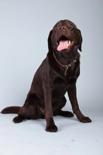 Cane labrador marrone isolato su sfondo grigio. Porto dello studio — Foto Stock