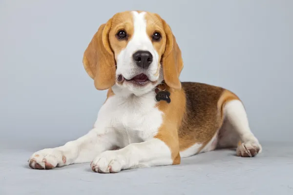 Câine adorabil Beagle câine izolat pe fundal gri. Stud — Fotografie, imagine de stoc