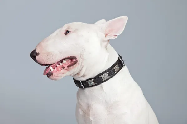 Bullterrierhund isoliert vor grauem Hintergrund. Atelierportra — Stockfoto
