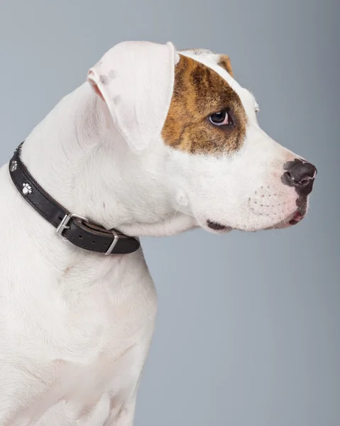 Welpe amerikanische Bulldogge weiß mit roten Flecken isoliert gegen gre — Stockfoto