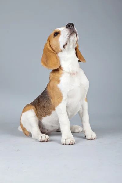 Bedårande valp beagle hund isolerade mot grå bakgrund. stud — Stockfoto