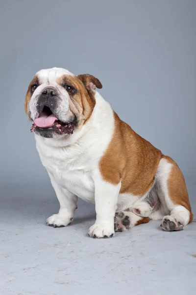 Buldogue inglês branco com manchas marrons isolado contra bac cinza — Fotografia de Stock