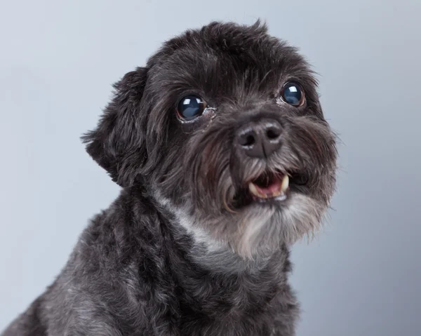 Funny mixed breed grey boomer dog isolated against grey backgrou — Stock Photo, Image