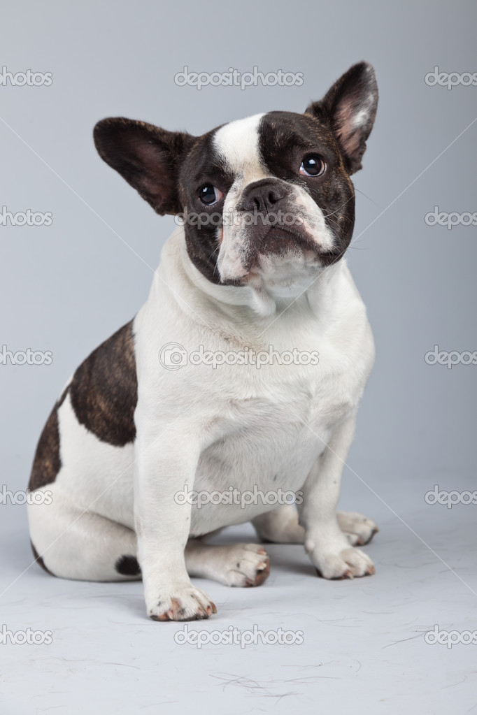 French bulldog black and white isolated against grey background