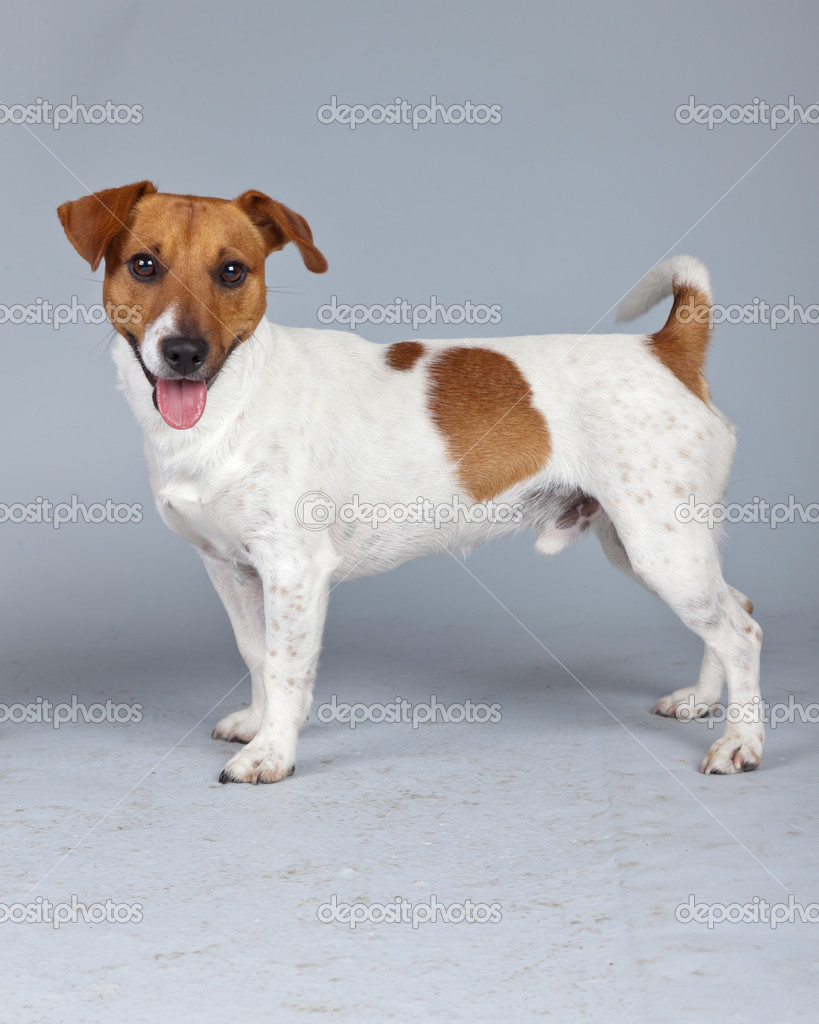 Jack russell terrier dog white with brown spots isolated against