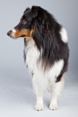 kenar kömür ocağı köpeği siyah kahverengi ve beyaz gri ba karşı izole