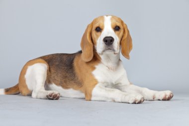 gri arka planı izole sevimli yavru beagle köpek. Stud