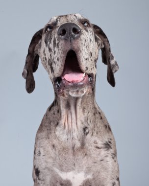 gri siyah benekli gri karşı izole Danua köpek yavrusu