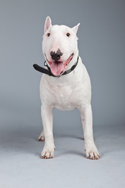 gri arka planı izole boğa korkunç köpek. Stüdyo portra