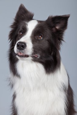 gri arka planı izole güzel kenar kömür ocağı köpek. St