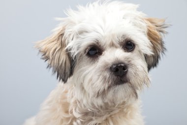 witte boomer hond geïsoleerd tegen een grijze achtergrond. Studio portra