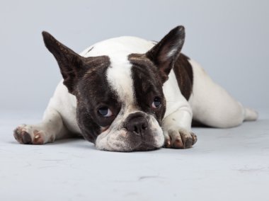 Fransız buldozer siyah beyaz gri arka planı izole.