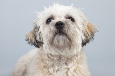 witte boomer hond geïsoleerd tegen een grijze achtergrond. Studio portra