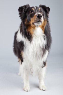 kenar kömür ocağı köpeği siyah kahverengi ve beyaz gri ba karşı izole