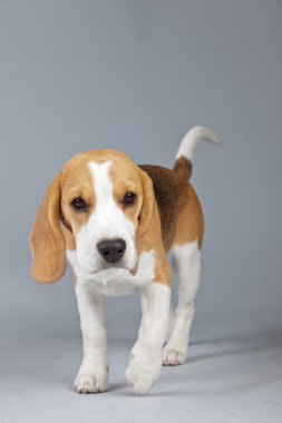 gri arka planı izole sevimli yavru beagle köpek. Stud