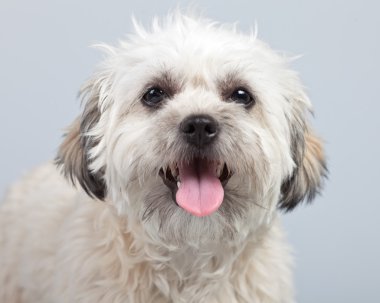 witte boomer hond geïsoleerd tegen een grijze achtergrond. Studio portra
