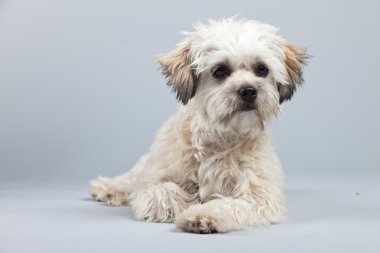 witte boomer hond geïsoleerd tegen een grijze achtergrond. Studio portra