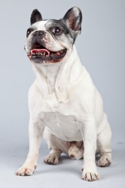 eski Fransız bulldog siyah ve beyaz gri backgro karşı izole