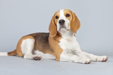 gri arka planı izole sevimli yavru beagle köpek. Stud