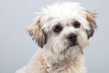 witte boomer hond geïsoleerd tegen een grijze achtergrond. Studio portra