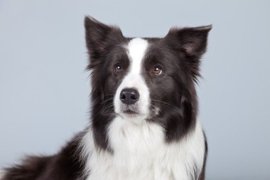 gri arka planı izole güzel kenar kömür ocağı köpek. St