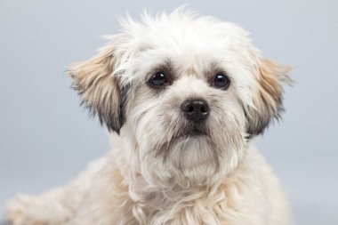 witte boomer hond geïsoleerd tegen een grijze achtergrond. Studio portra