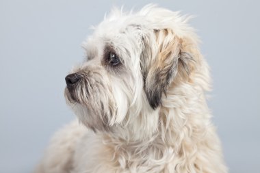 witte boomer hond geïsoleerd tegen een grijze achtergrond. Studio portra