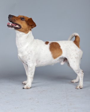 jack Russell terrier köpek beyaz karşı izole kahverengi lekeler ile