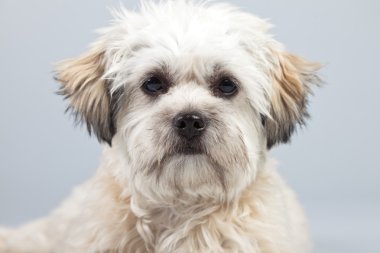 witte boomer hond geïsoleerd tegen een grijze achtergrond. Studio portra